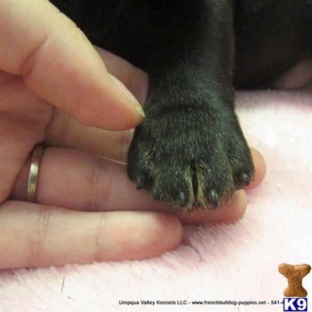 umpquavalleykennels Picture 2